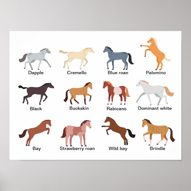 Poster Couleurs du manteau de cheval (Devant)