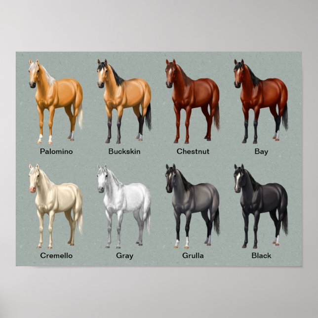 Poster Couleurs du manteau de cheval (Devant)