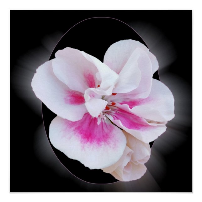 Poster Couleurs roses (Devant)