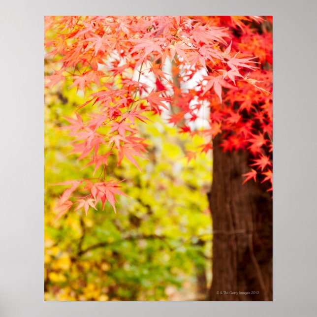Poster Couleurs vives de l'érable japonais en automne (Devant)