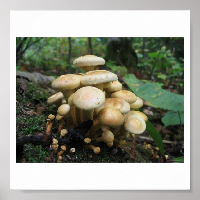 Poster Coupe de champignons (Devant)