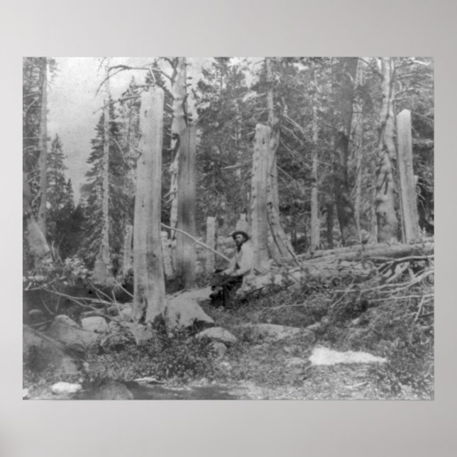 Poster Coupe des arbres par Donner Party (Devant)