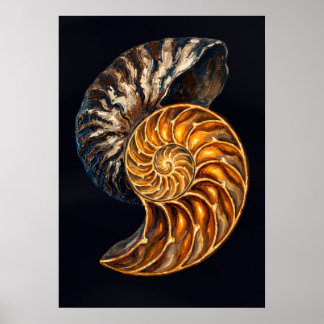 Poster Coupe transversale de coquille de nautile — Spiral