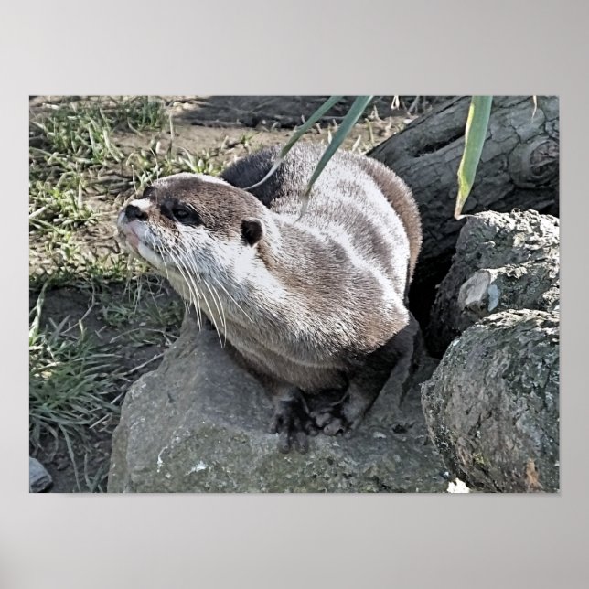 POSTER COUPER OTTER (Devant)
