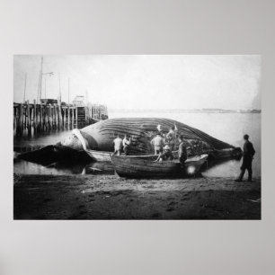 Poster Couper une baleine bleue en Alaska Photo