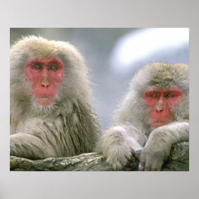 Poster Couple de singe des neiges, Macaque japonais (Devant)