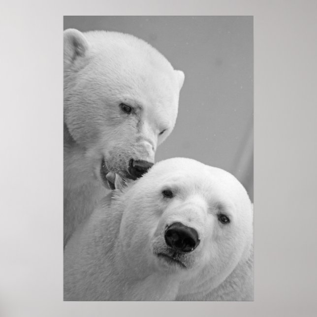 Poster Couple d'ours polaires (Devant)