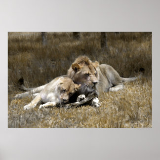 Poster Couple Safari-Lion