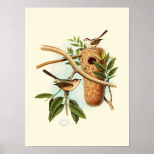 Poster Couples d'oiseau sur un nid été perché sur une