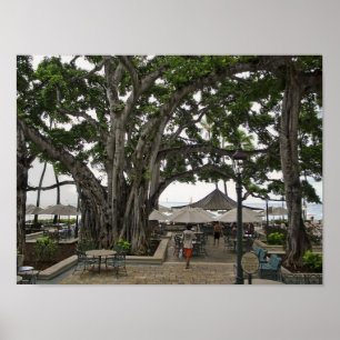 Poster Cour de banian de Moana Surfrider - plage de