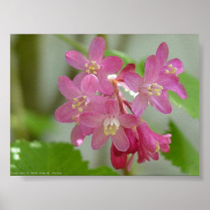 Poster Courant fleurissant rouge