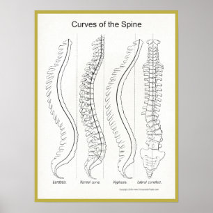 Poster Courbes de la colonne vertébrale Chiropratique