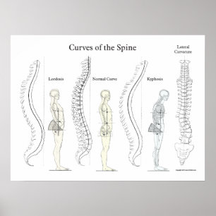 Poster Courbes de la colonne vertébrale Chiropratique