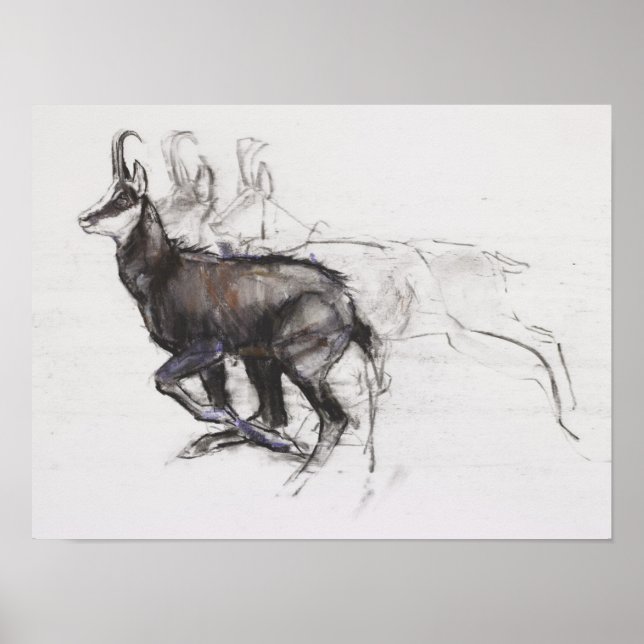 Poster Coureur Chamois (Devant)