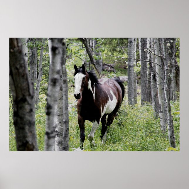 Poster Courir Pinto Peinture & Forêt Cheval Photo (Devant)