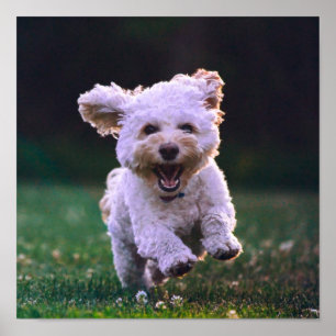 Poster Courir un chien blanc de caniche mignon chien