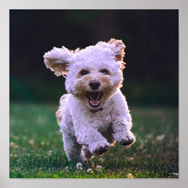 Poster Courir un chien blanc de caniche mignon chien (Devant)