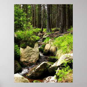 Poster cours de forêt