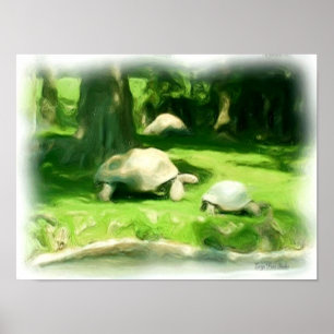 Poster Course de tortues