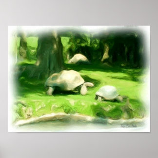 Poster Course de tortues