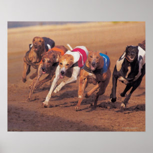 Poster Course Greyhounds sur piste
