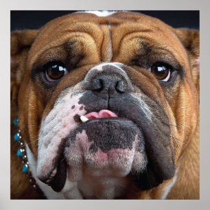 Poster Coussin de jet de Bouledogue Anglais