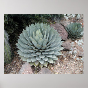 Poster Couts' Agave ~Print~
