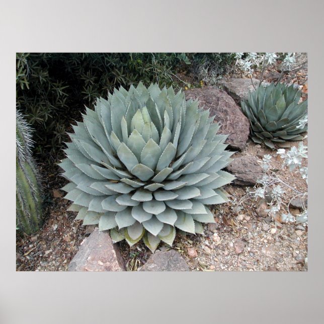 Poster Couts' Agave ~Print~ (Devant)
