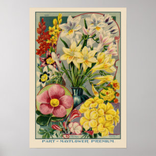 Poster Couverture Vintage de graines de Mayflower