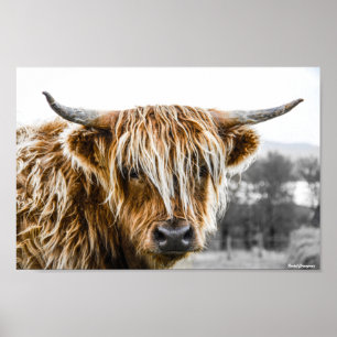 Poster Cow Coo