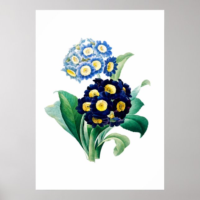 Poster Cowslip Primrose Imprimer par Pierre-Joseph Redout (Devant)