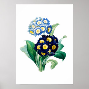 Poster Cowslip Primrose Print by Pierre-Joseph Redouté