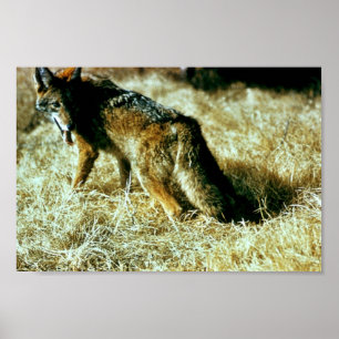 Poster Coyote