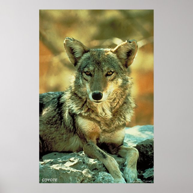 Poster Coyote (Devant)