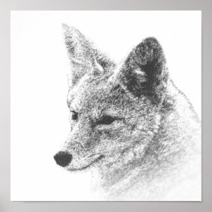 Poster Coyote Drawing