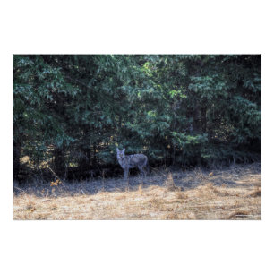 Poster Coyote enrobé d'hiver sauvage dans les ombres de l