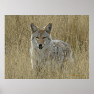 Poster Coyote R2 dans les hautes herbes