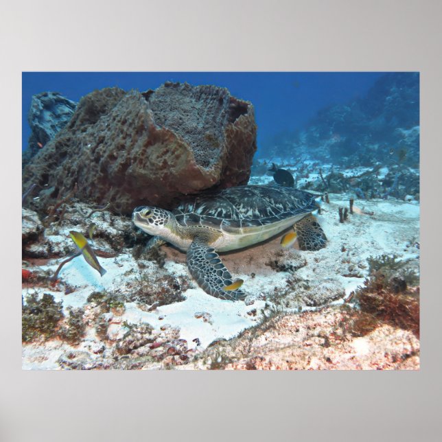 Poster Cozumel Green Turtle (Devant)