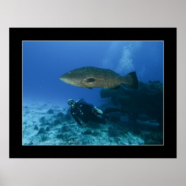 Poster Cozumel - Grouper et Dave (Devant)