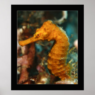 Poster Cozumel - Orange Seahorse #2