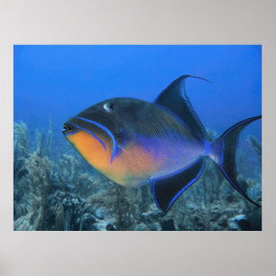 Poster Cozumel Queen Triggerfish