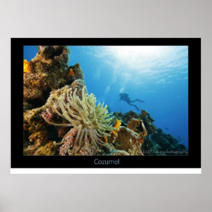 Poster Cozumel Reef