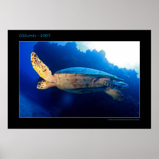Poster Cozumel - Tortue au soleil