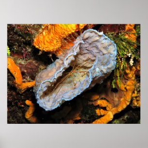 Poster Crabe à flèches chevauchant une éponge