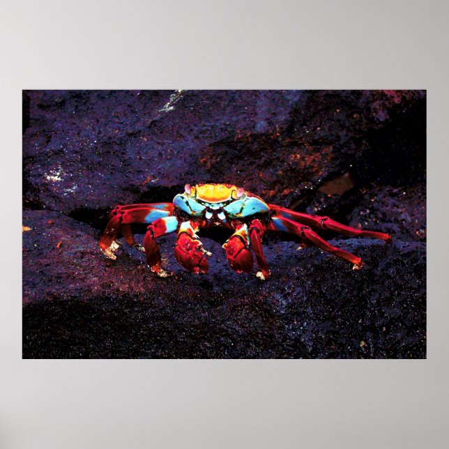 Poster Crabe de Red Rock (Devant)