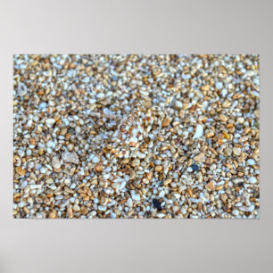 Poster Crabe fantôme camouflé sur une plage de Kauai, Haw