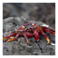 Crabe rouge