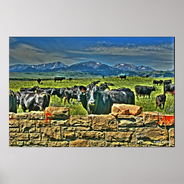 Poster Crag Eyrie Cow (Devant)