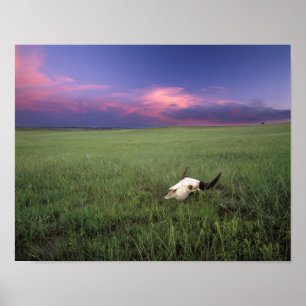 Poster Crâne de buffle dans l'herbe de la prairie près de
