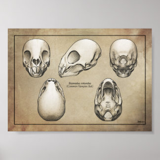 Poster Crâne de chauve-souris Vampire